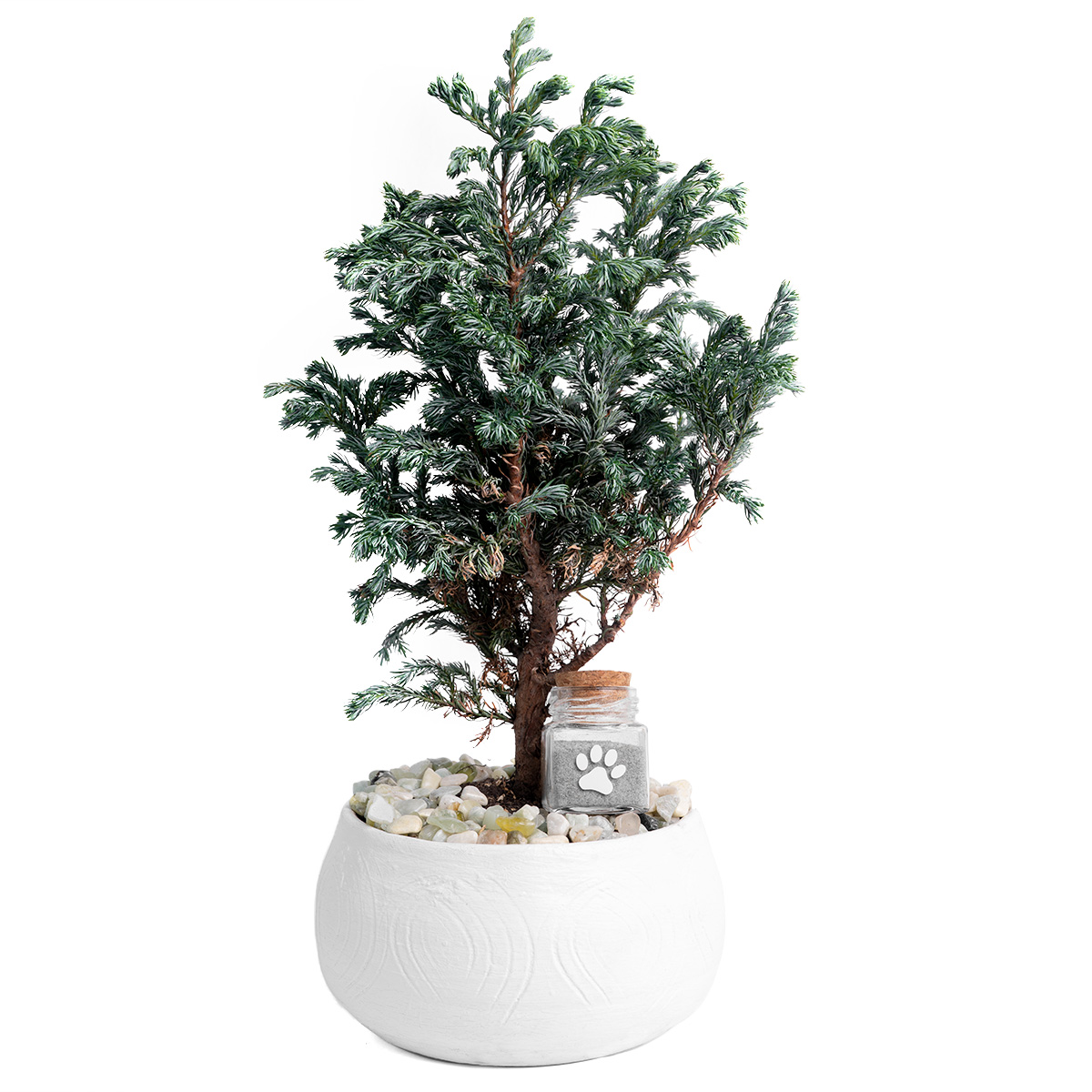 bonsai 2.1