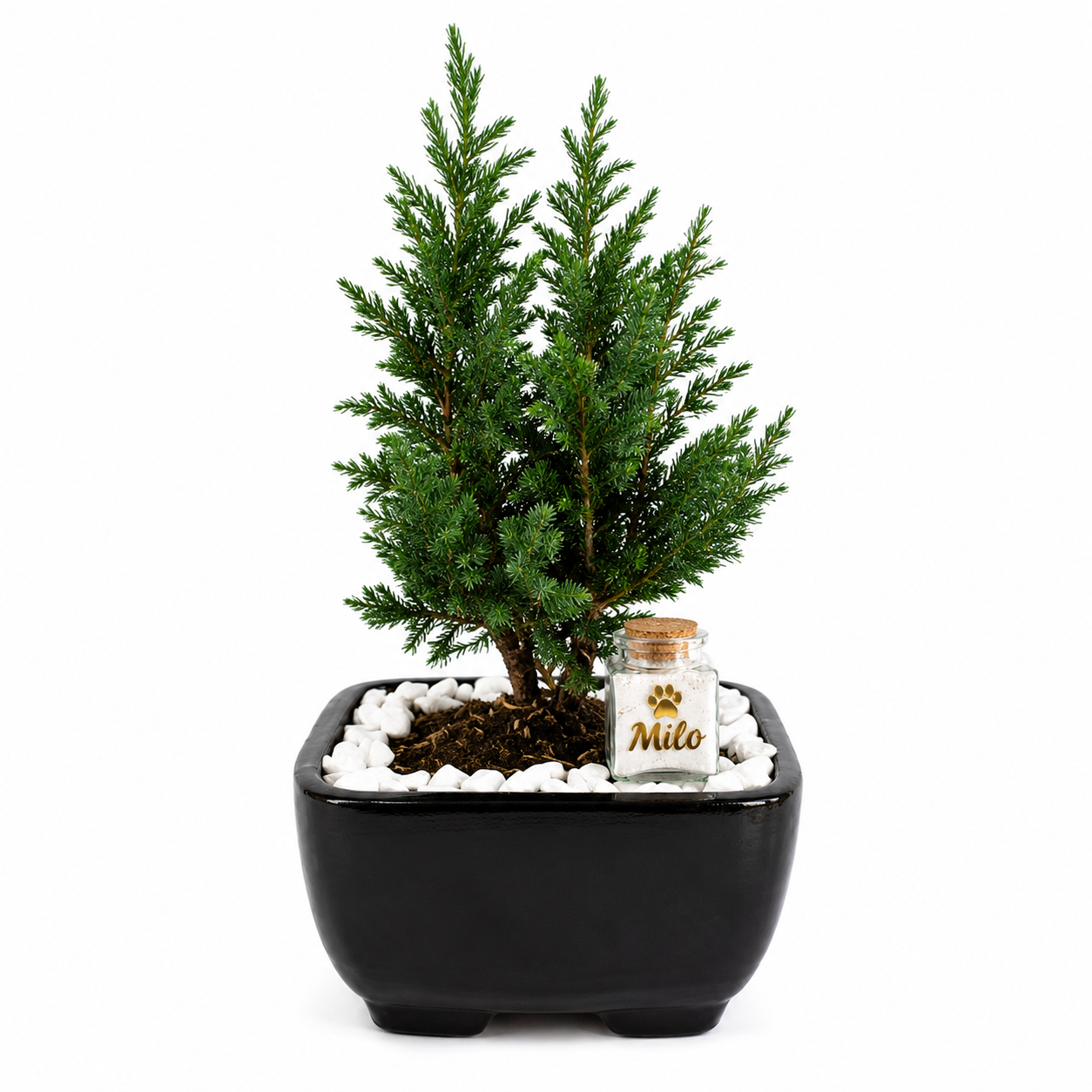 bonsai-cipres-doble