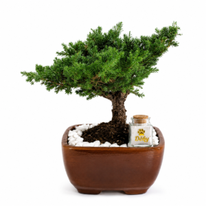 Urna tipo Bonsai