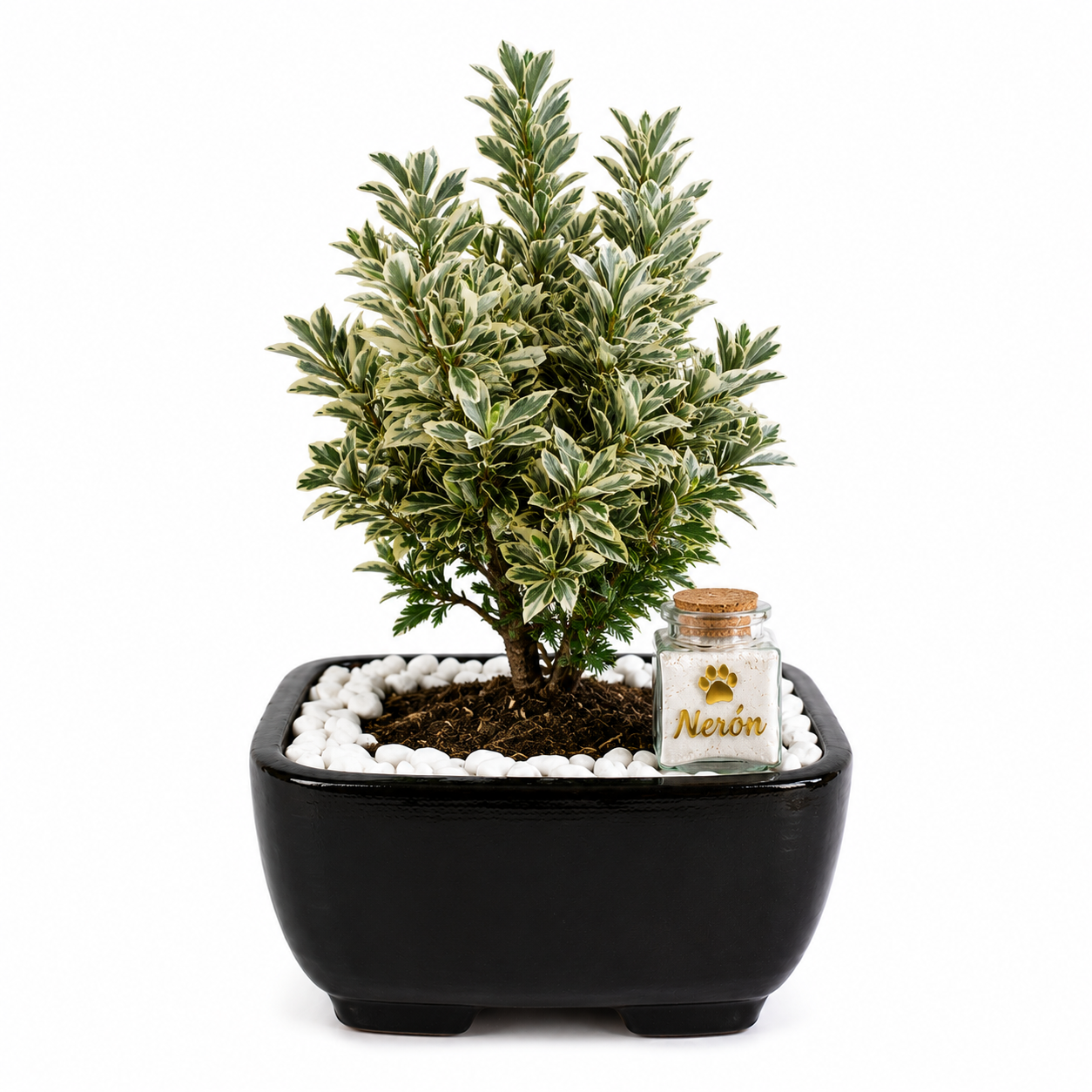 bonsai-variegado-neron