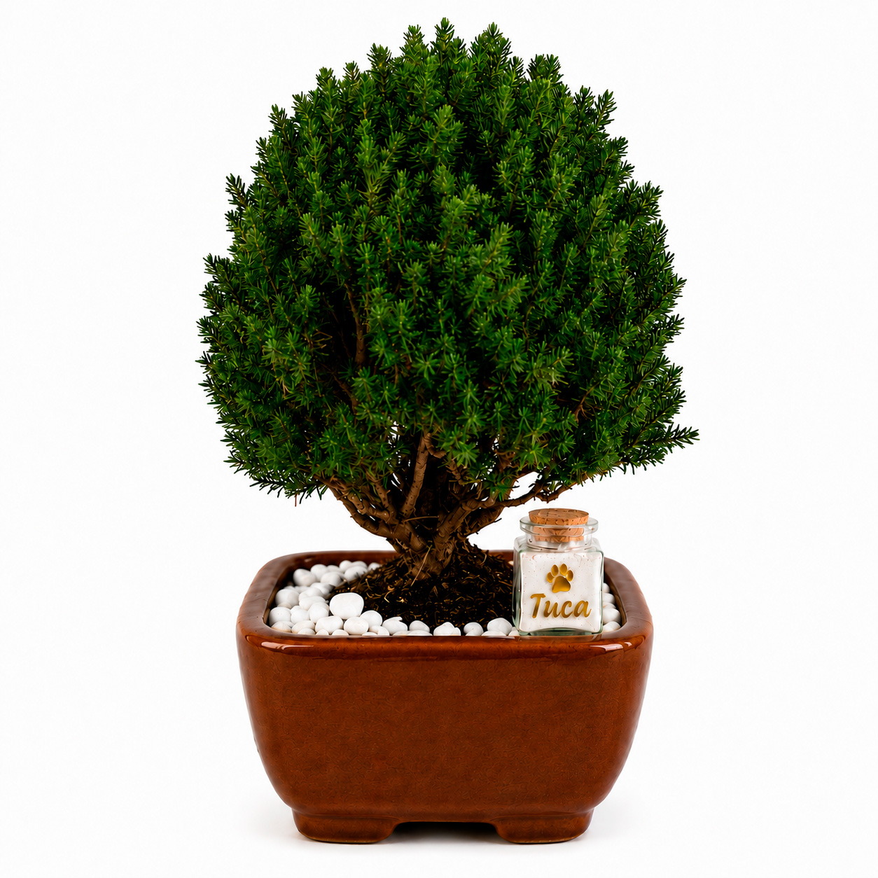 bonsai-cipres-compacto